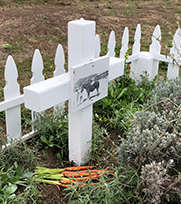 Blackie's cleaned up grave