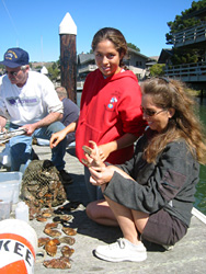 Oyster Restoration